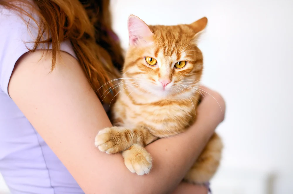 Ulcères cutanés chez le chat