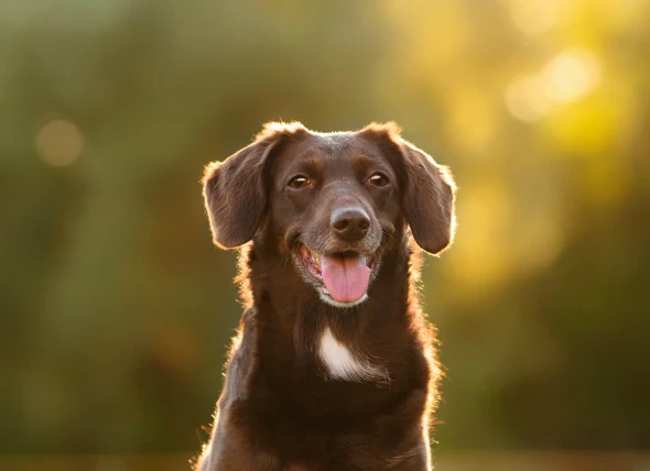 Ulcères cutanés chez le chien