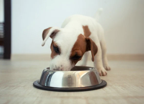 Ulcères de l’estomac et de l’intestin chez le chien