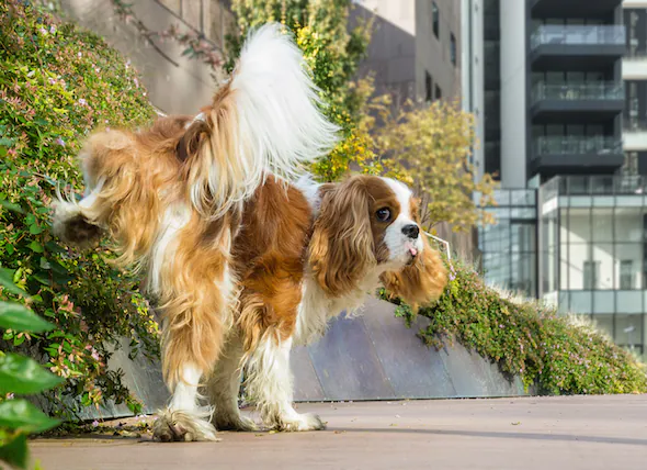 Urination et soif accrues chez le chien