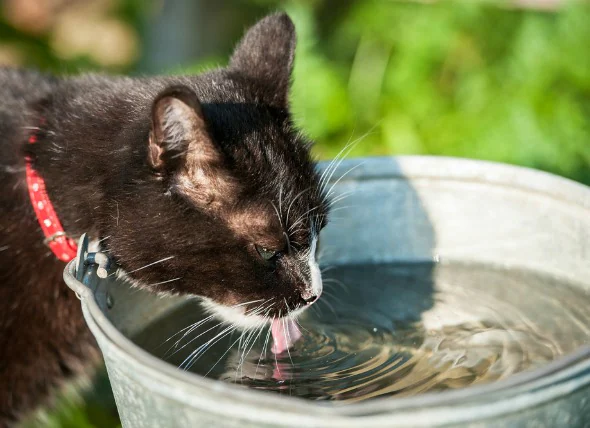 Urination et soif accrues chez les chats