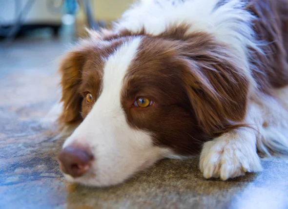 Vomissement de sang chez le chien (hématémèse)