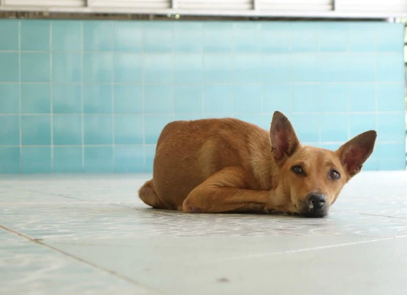 Vomissements chroniques chez le chien