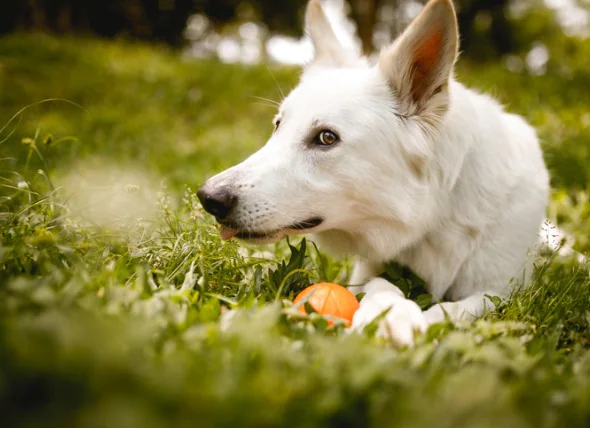 Votre chien est-il allergique aux puces ?