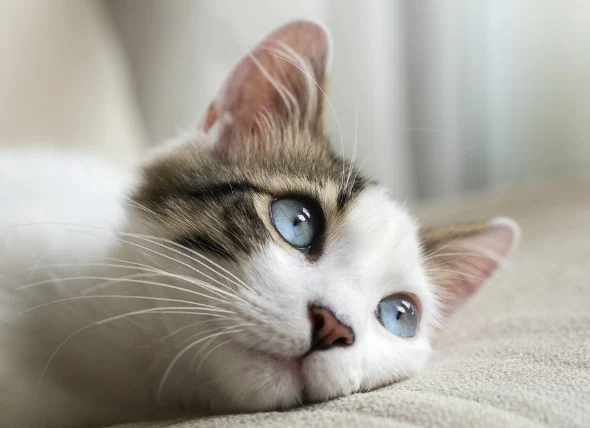 Yeux larmoyants chez les chats