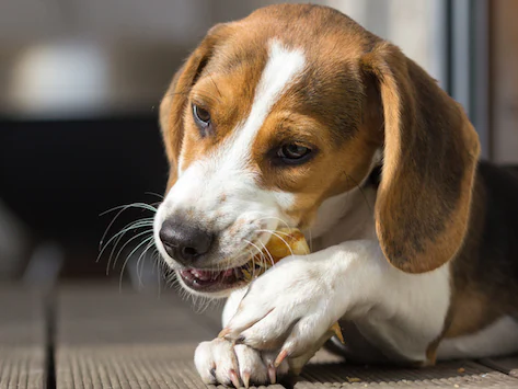 5 causes courantes d’étouffement chez les animaux de compagnie