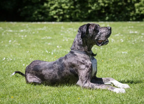 Ballonnement chez le chien : symptômes et prévention