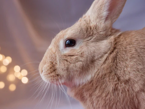 Blessure par morsure du cordon électrique chez le lapin