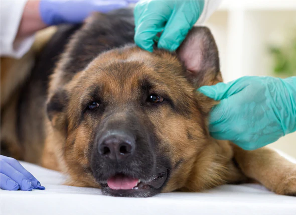 Blessures à l’extrémité de l’oreille chez les animaux de compagnie