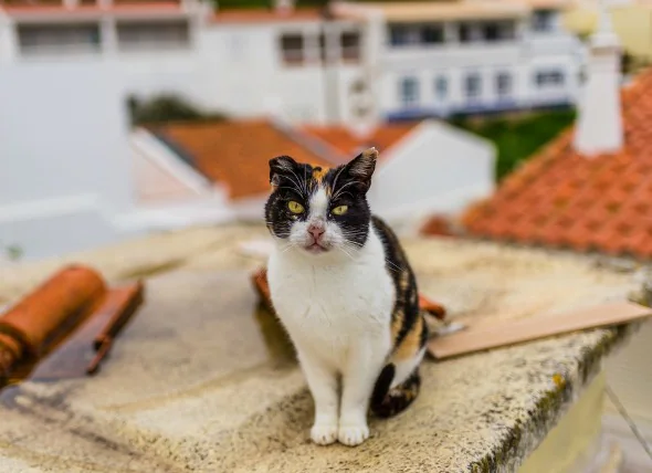 Blessures à l’oreille chez le chat