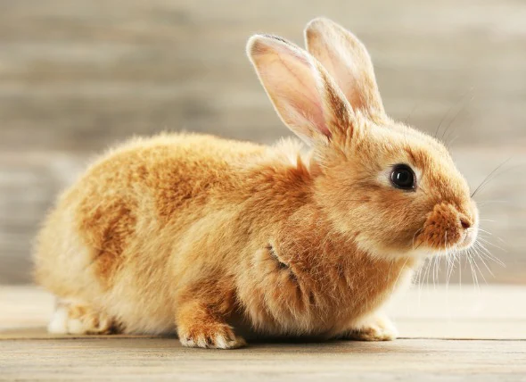 Bosse sous la peau chez le lapin