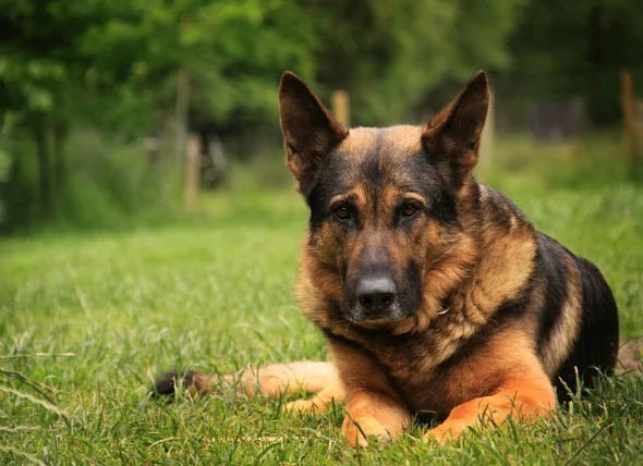 Brûlures et échaudures chez le chien