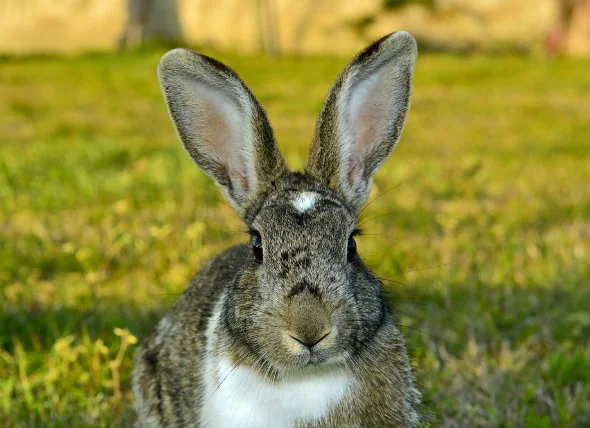 Cancer de l’utérus chez le lapin