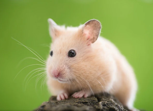 Cancers et tumeurs chez les hamsters