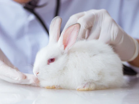 Cinq maladies courantes qui affectent les lapins