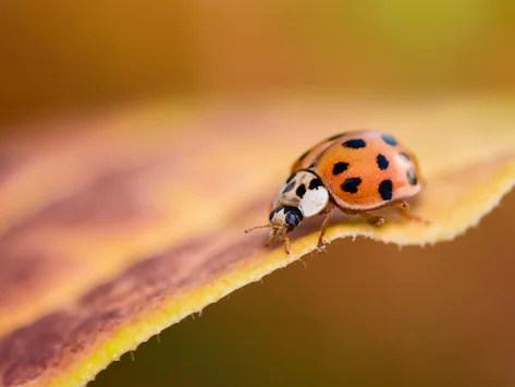 Coccinelles asiatiques : Peuvent-elles nuire à votre chien ?