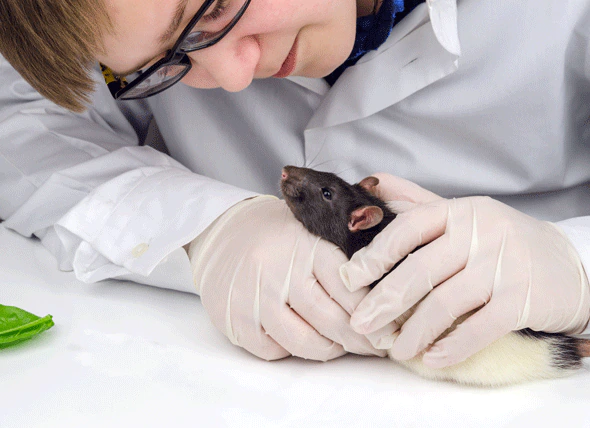 Combattre les blessures chez les rats