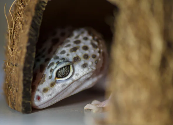 Comment savoir si votre lézard est malade ?