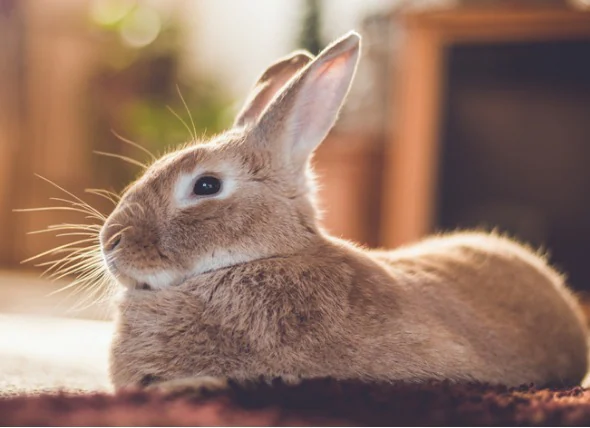 Comment se débarrasser des puces sur les lapins ?