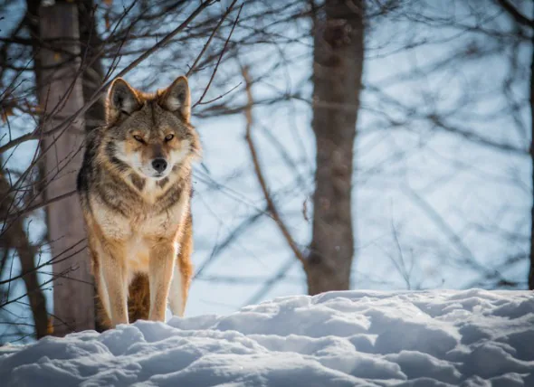 Conseils de sécurité pour les chiens afin d’éviter les attaques d’alligators, de coyotes et d’autres animaux