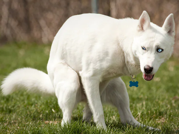 Constipation du chien et comment la traiter