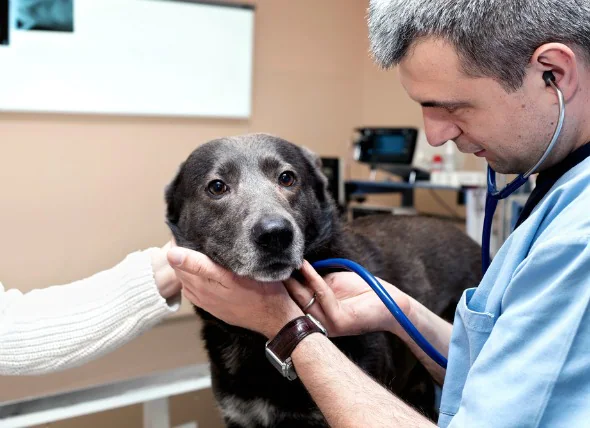 Convulsions et crises d’épilepsie chez le chien