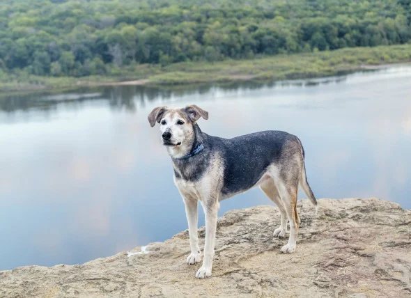 Coupures et ecchymoses sur les chiens