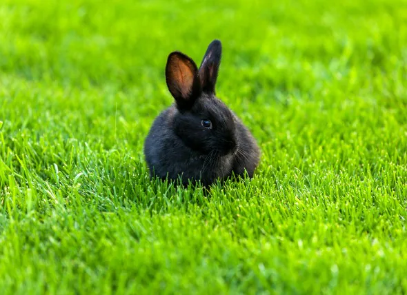 Crises (épilepsie) chez le lapin