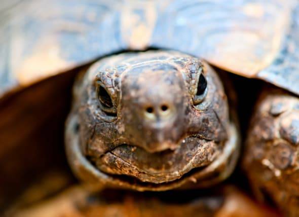 Croissance anormale du bec et du crâne chez les reptiles