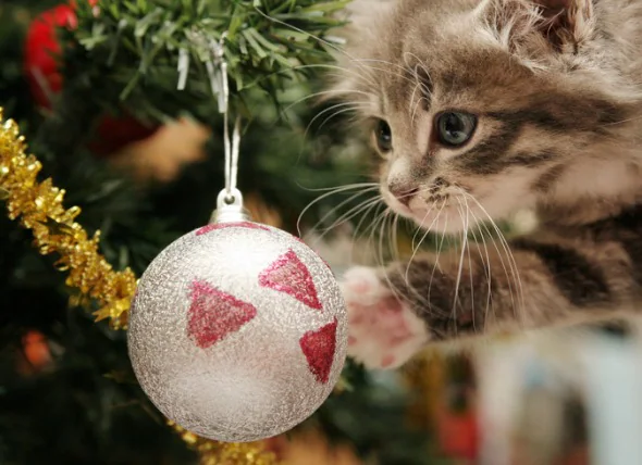 Danger pour la sécurité des animaux pendant les fêtes : Tinsel