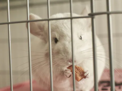 Dents trop grandes et problèmes dentaires chez les chinchillas