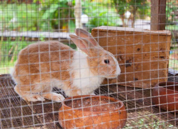 Dislocation et paralysie chez les lapins