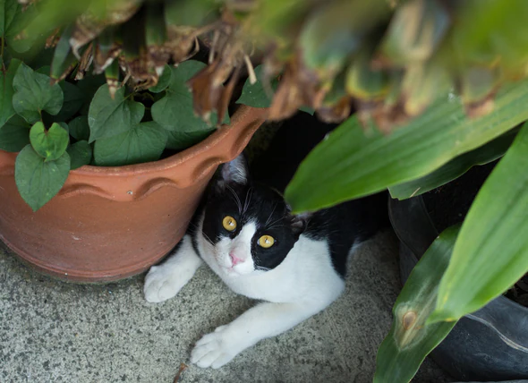 Empoisonnement des chats par les plantes d’extérieur