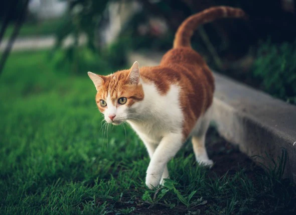 Empoisonnement des chats (vue d’ensemble)