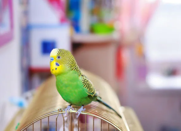 Empoisonnement par aérosol chez les oiseaux