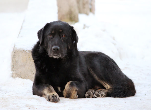 Engelures sur les chiens