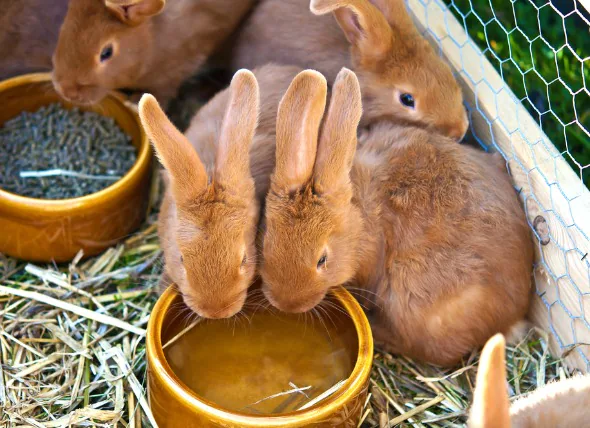 Excès d’urine et excès de soif chez les lapins