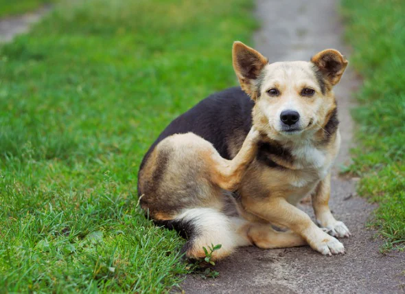 Grattage intense chez les chiens