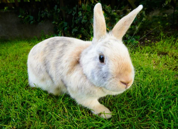 Infection de la vessie ou de l’appareil urinaire chez le lapin