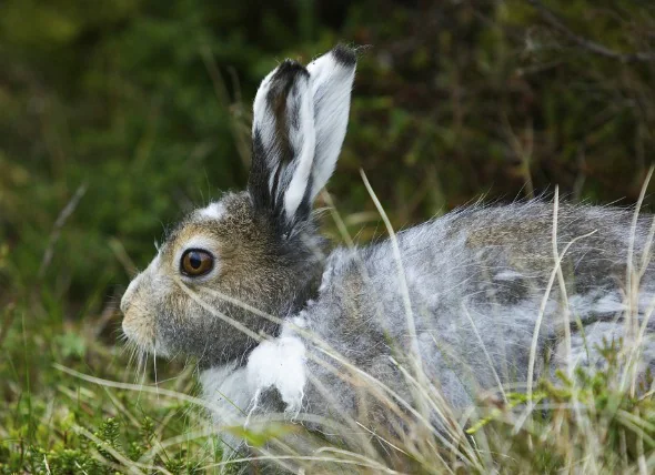 Infection parasitaire chez les lapins