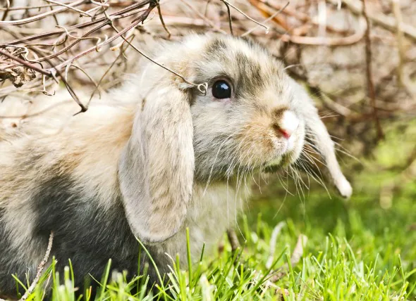 Infestation d’acariens dans l’oreille chez le lapin