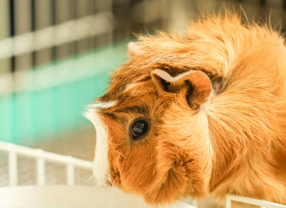 Infestation de poux chez les cochons d’Inde