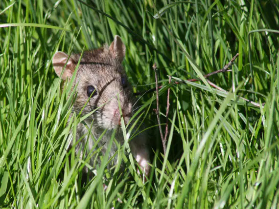 Infestation de puces chez les rats