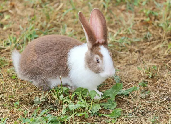 Inflammation de l’oreille moyenne et interne chez le lapin