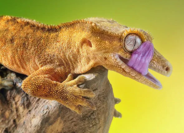 Inflammation orale (pourriture buccale) chez les reptiles