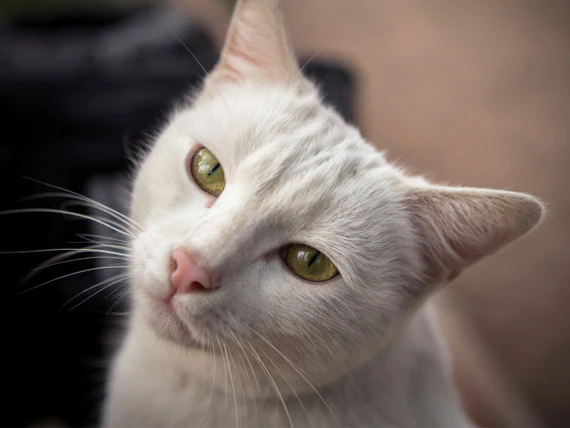 La RCP et la respiration artificielle pour les chats âgés