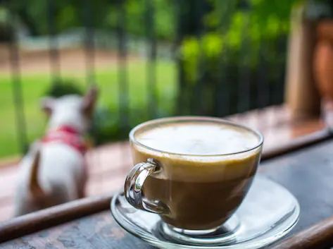 La caféine et les animaux de compagnie : conseils de sécurité et points à prendre en compte