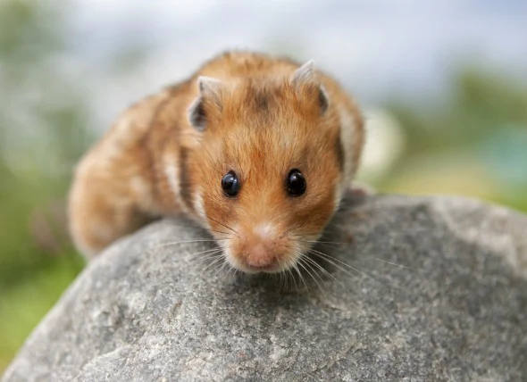 La conjonctivite chez les hamsters