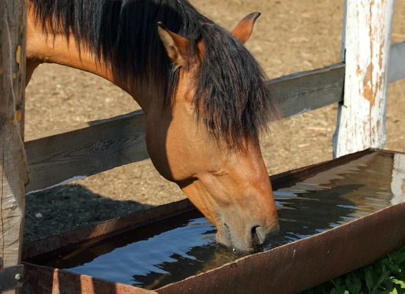 La déshydratation chez le cheval