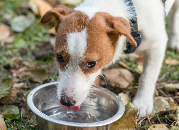 La déshydratation chez le chien